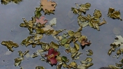 PICTURES/Oak Creek Canyon In October/t_Artsy Leaves on Water.JPG